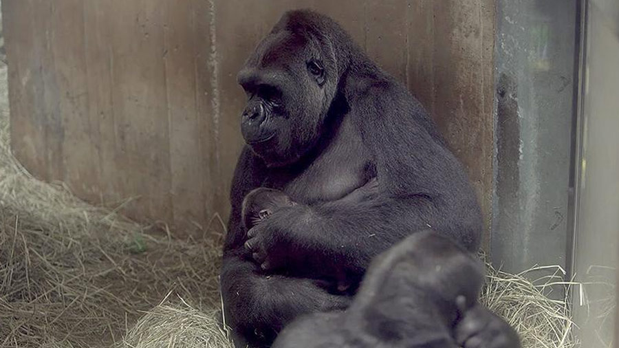 В Московском зоопарке родился детеныш редкой равнинной гориллы