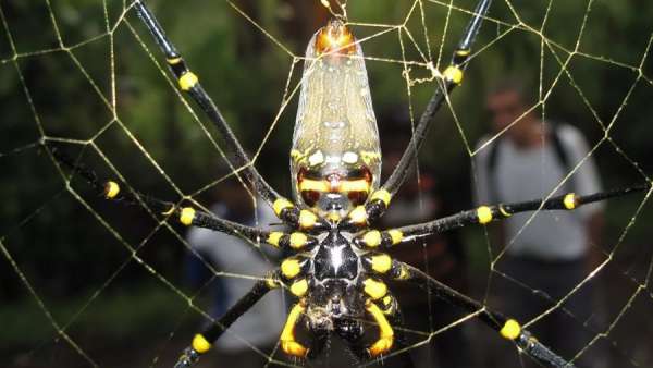 Прочнее стали: ядовитый паук поразил ученых технологией плетения сети